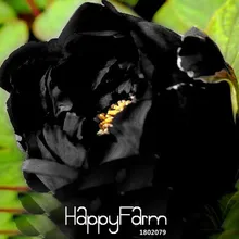 Промоакция! Редкий китайский пион бонсай озеленение и цветы сад Suffruticosa растения 10 шт./упак.,#2CPOM