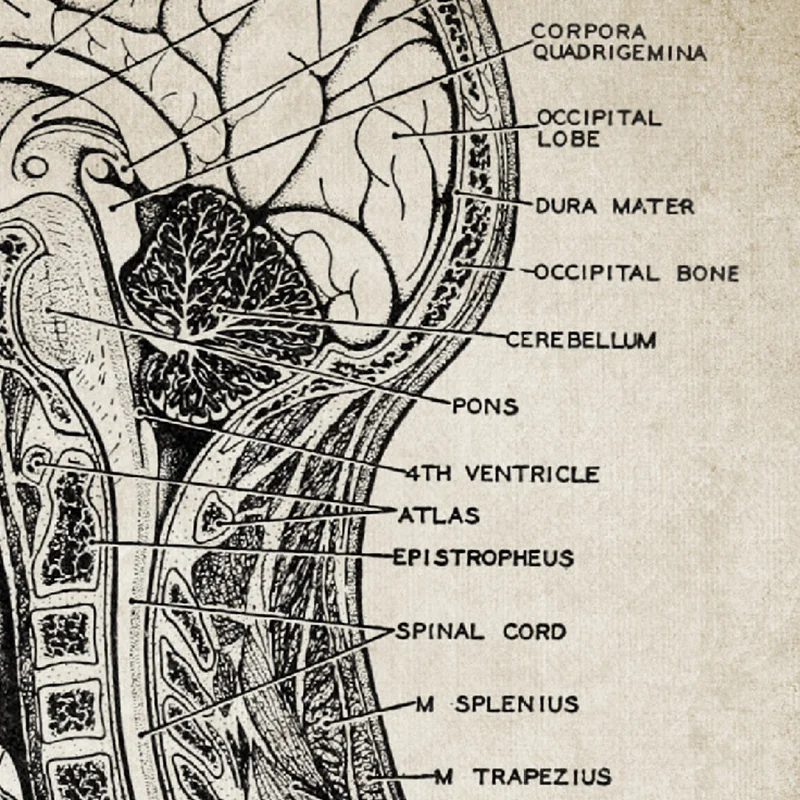 Человек Анатомия мозга череп винтажная настенная живопись холст медицинские плакаты и принты клиника настенные картины для декора гостиной
