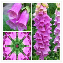 Flowers Foxgloves,Foxgloves Bonsai, Rare Flowers Plants,about 50 particles