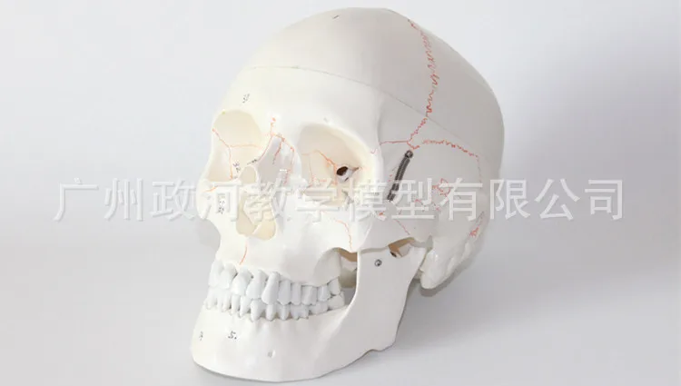 

Assemble PVC 1:1 Life-sized Human Skull Anatomical Model 55 Digital Signs Medical Supplies Skeleton Toy