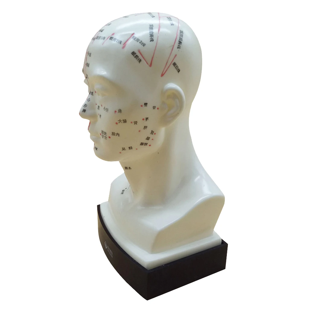Human Head Acupuncture Meridian Model With Acupressure Points In Chinese