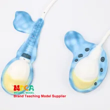 Спермиогенез модели спермы мужской половой системы андрология Модель медицины обучения Mszxt010