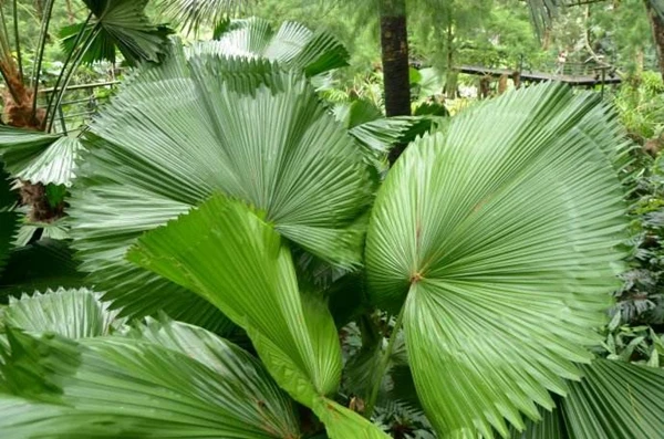 Комнатные растения Редкие Chrysalidocarpus Lutescens домашний декор бонсай Areca пальмовые горшки бабочки пальмовые растения бонсай 5 шт