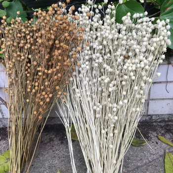 

Dried Flowers 110g/32cm Natural Dry Beans Plant,Display Floral For SHopwindow Home Wedding Favor Easter Decore, Diy gift Box