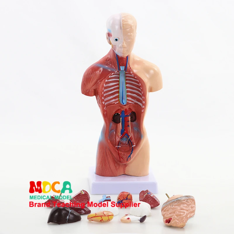 

Plastic Man Human Torso Body Model Anatomy Anatomical Internal Organs Teaching Model Of The Human Body 25cm