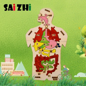 

Saizhi Diy Science Toys Model Toy Wooden Human Digestive System Puzzle Developing Intelligent STEM Toys Birthday Gift