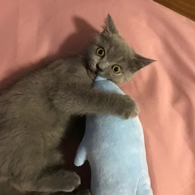 Xiaomi милый Дельфин дизайн кошка игрушка-грызунок с кошачьим котом котенок питомец Жевательная Кусачка Интерактивная Подушка кукольная зубная шлифовка