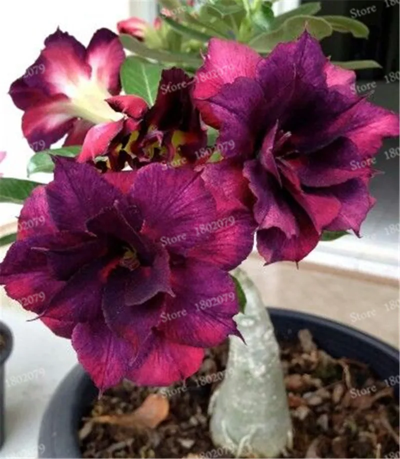 10 Настоящий Adenium obesum flores, 12 шт., растения в виде Розы в пустыне, 100 видов смешанных бонсай, многолетние растения для дома и сада - Цвет: 10
