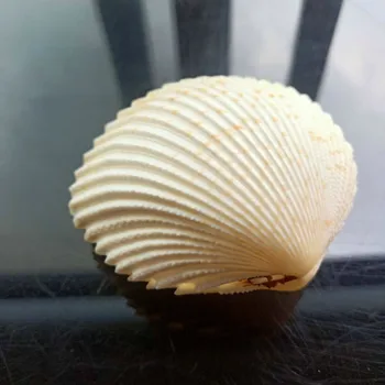 

Nautical Home Decor Shells Mediterranean Seashells Double Sided Specimen Ocean Scallop Shell Jewelry Storage Wedding Decor Gift