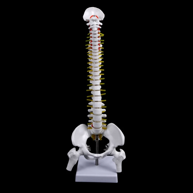 

45cm Human Anatomical Spine with Pelvic Flexible Model Medical Learn Aid Anatomy