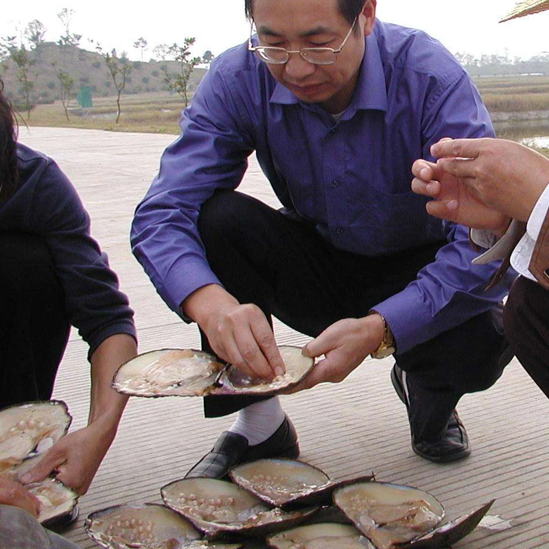 Günstig Austern Perlen in Süßwasser Natürliche Perlen großhandel, große Wünschen Perle Oyster Shell Mit Vakuum verpackt Geschenk Großhandel Multi farbe