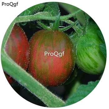 

Ngryise 6000Pcs A Set Black Zebra Cherry Tomato