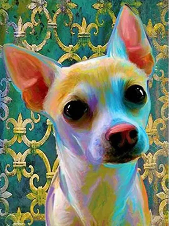 chihuahua dog 2