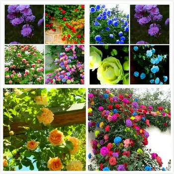 

For Balcony Decoration Climbing Rose semillas de flore семена цветов цветы семена semillas flores 100 PCS-seeds