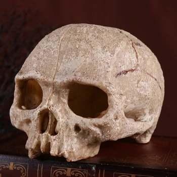 

Delicate Simulation Human Skull Design Climb Pet Fish Tank Landscape Ornament for Resin Decoration