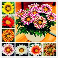 100 шт./пакет разноцветные Gazania rigens flores, цветок растения для дома и сада, бонсай для внутреннего и наружного спорта посадки