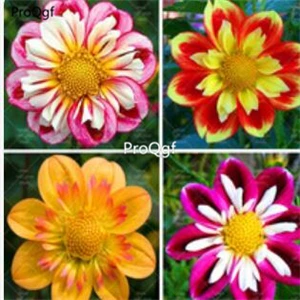 16 Ngryise 15 шт набор Dahlia лампочка - Цвет: 16