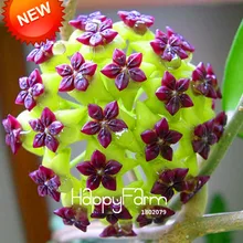 Промоакция! Hoya flores, цветы в горшках бонсай растения Hoya растения, Орхидея, Плант «сделай сам» для дома и сада 100 шт./упак.,# BEPA4Y