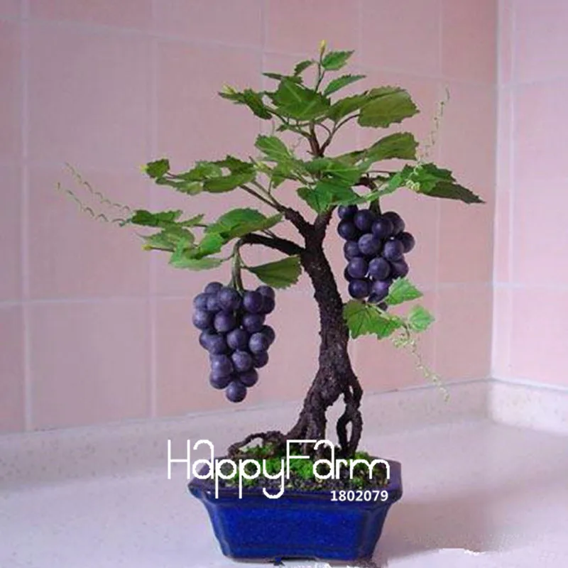 Big Sale!Miniature Grape Vine garden, PATIO SYRAH, Vitis Vinifera, Houseplant, 50 flores, Fruit bonsai plantas,#1UM2LB