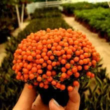 Seedsunid NERTERA* 10 семян