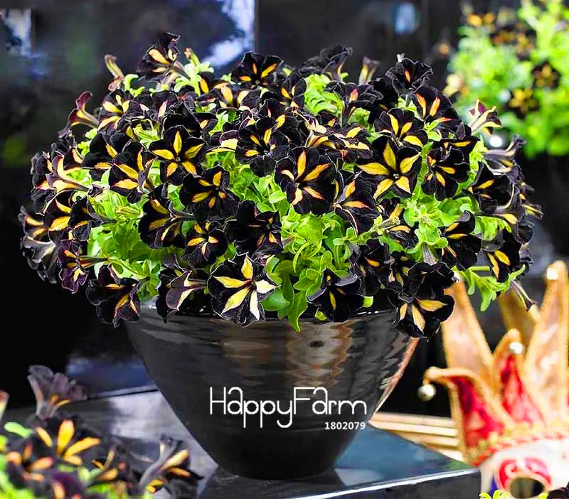 Hot Sale! 100 Pcs/Bag Black Color Star Petunia Plants Garden And Patio Potted Plant Morning Glory Flowers Bonsai