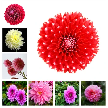 

Plant Yellow Flower Big Dahlia Essence Hand Creams 100Pcs U6A-919