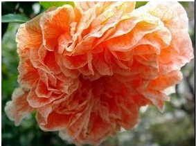16 200 шт карликовые деревья гибискуса 24 цвета для выбора гибискуса ROSA-SINENSIS Цветочные растения для дома и сада - Цвет: 16