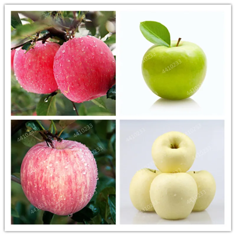 

Sale! 30 Pcs Dwarf Apple Bonsai, Indoor Miniature Apple Tree, Sweet Organic Fruit Vegetable, Outdoor, Diy Home Garden Plant