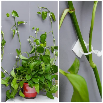 

10pcs Garden Sticky Reusable Plant Climbing Wall Clip Binding Indoor Self-adhesive Invisible Hook Rattan Vine Support Vegetable