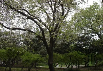 

Pyrus Betulifolia Birchleaf Pear Du Li
