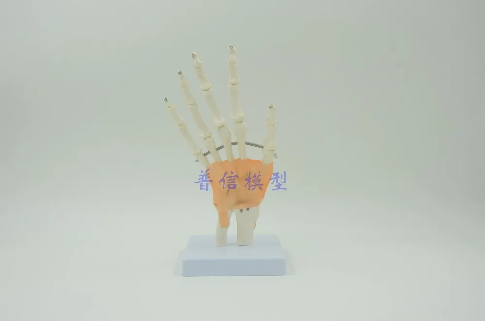 Human hand model hand skeleton model with ligament Medical Science teaching supplies