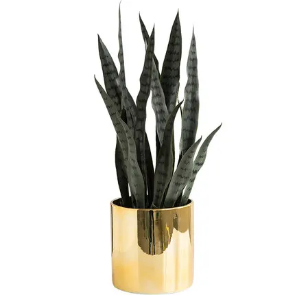 Цветок+ ваза Sansevieria trifasciata бонсай Тропическое растение зеленые суккуленты подарок украшение дома