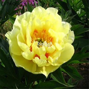 

Ngryise 1000Pcs a set Yellow Peony