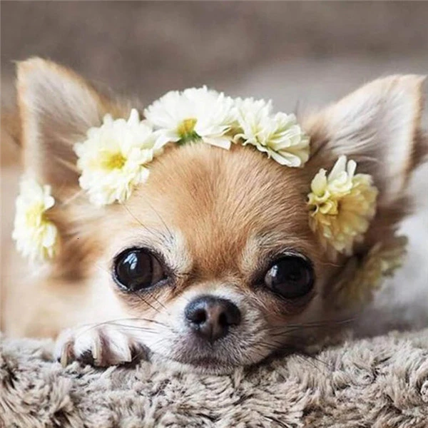 HUACAN 5D Diamond Painting Animal Full Drill Square Diamond Embroidery Dog Home Decoration Diamond Art Paints - Цвет: FA1-1906