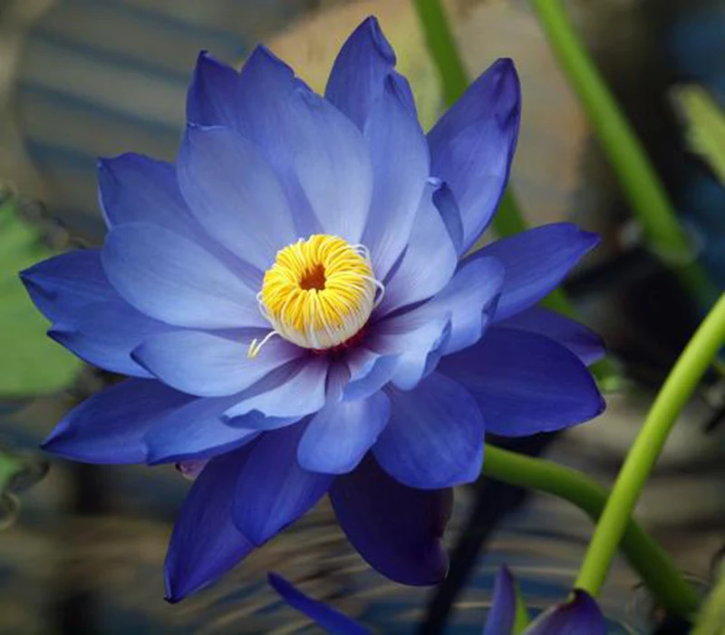 Fleur de Lotus bleu séchée biologique, pleine floraison, Nymphaea Caerulea  | AliExpress