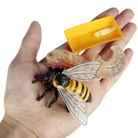 Lot of 4 Nature Bee Growth Cycle Child Education Learning Teaching Toys，Realistic 1