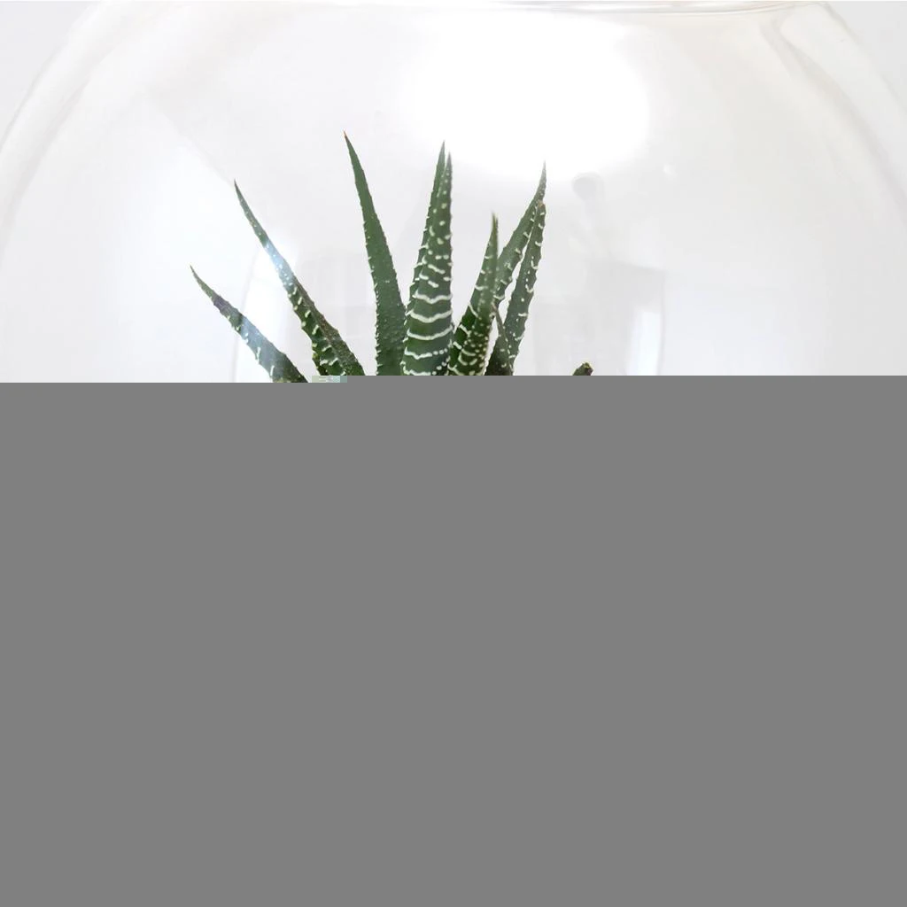 Glass Ball Vase Mini Aquarium Fish Tank Succulent Flower Pot Hydroponic Pot
