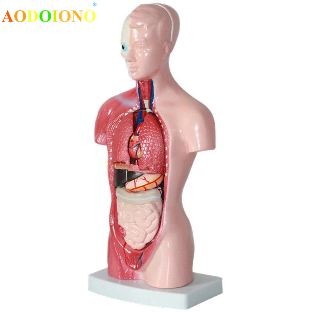 28 см модель человеческого тела туловище внутренние человеческие органы анатомическая модель для медиков учебные материалы Скелет детские развивающие игрушки