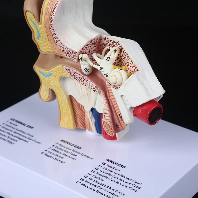 orelha humana anatomia científica material de ensino