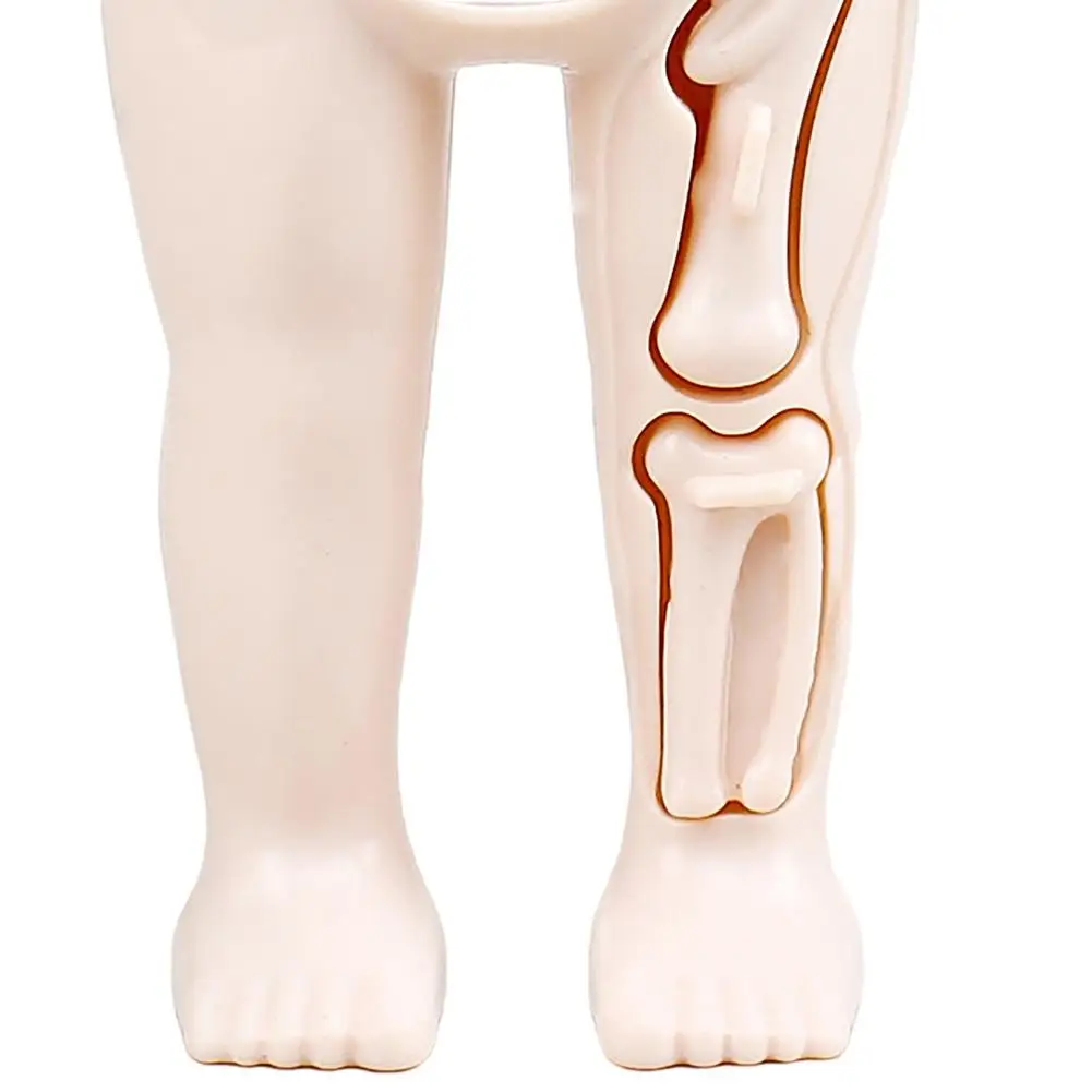 Anatomy Doll Educational Use