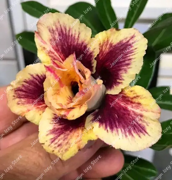 2 шт. настоящий пустынный цветок розы бонсай растения 24 редких цвета Adenium Obesum комнатный бонсай цветок Горшечное растение для домашнего сада - Цвет: 2
