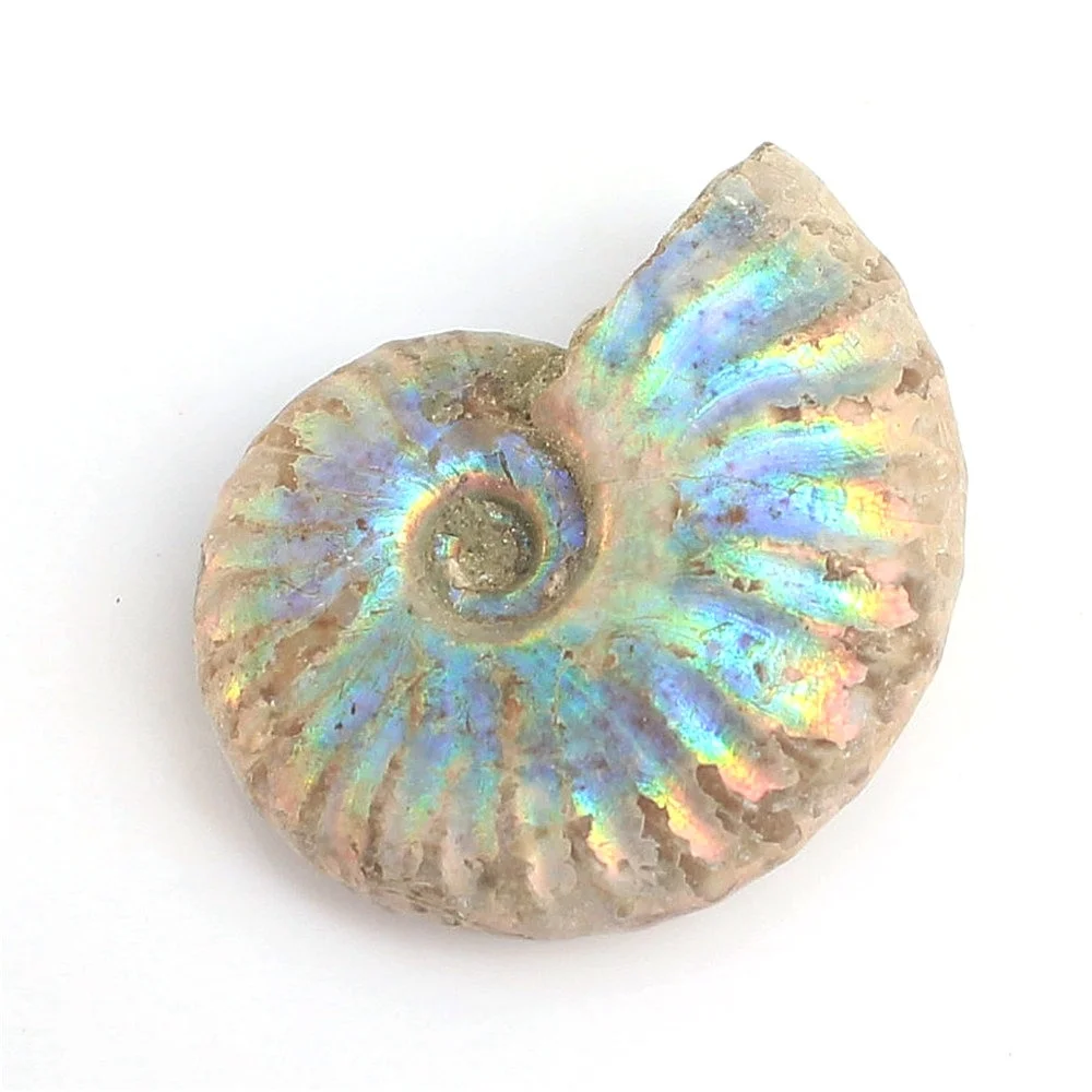 1 шт. непамятный аммонит Fossil Shell цветная коллекция минерал|Камни| |