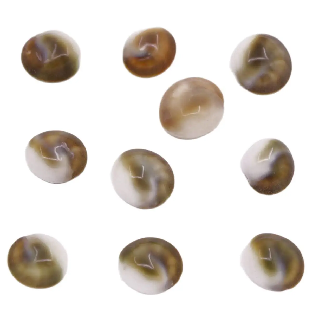 10 PCS 12mm-16mm Flat Oval Sea Sun Shell Mother of Pearl Loose Jewelry Making