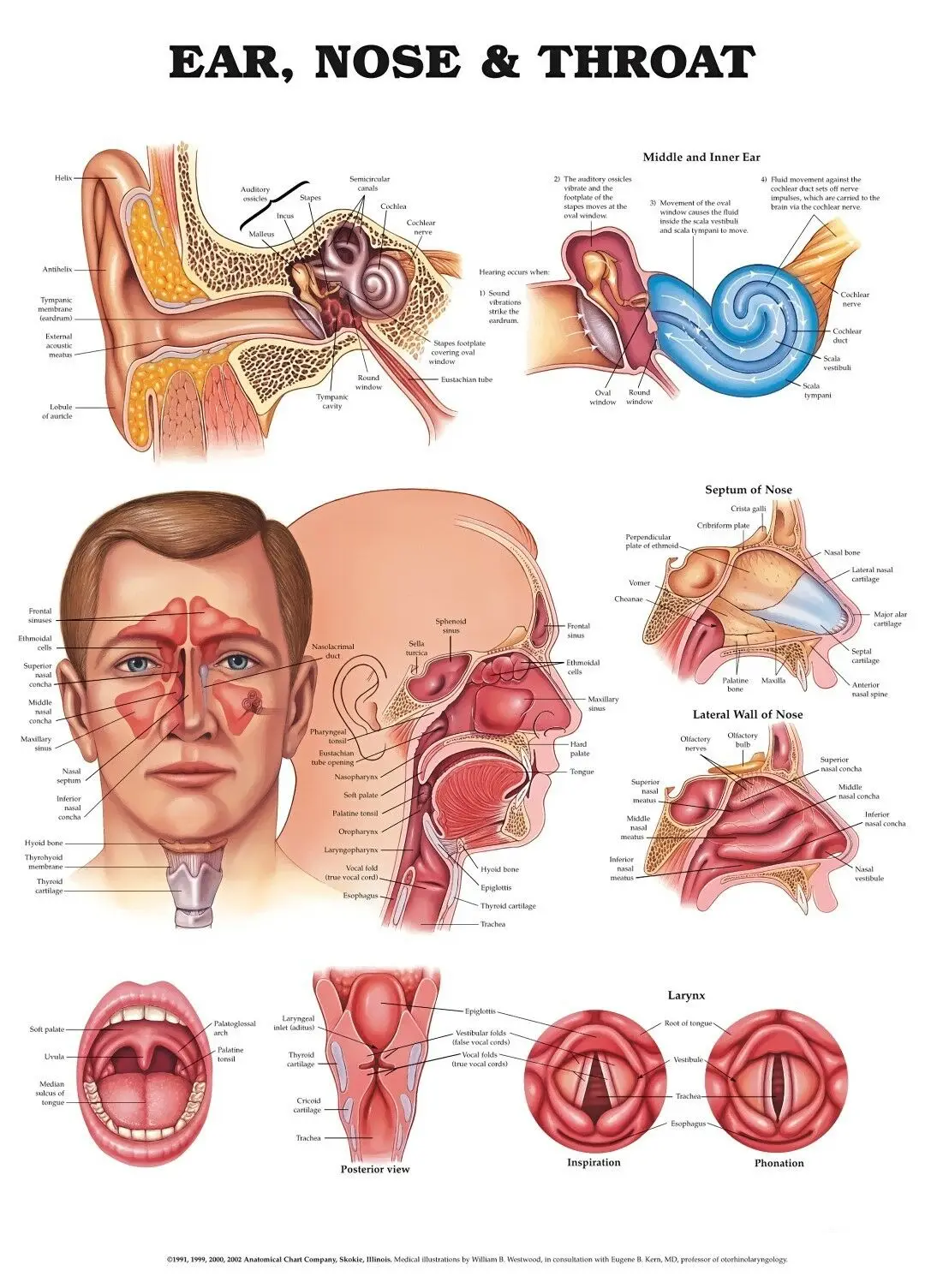 NEW ANATOMY OF THE EARS NOSE & THROAT DIAGRAM CHART Art Film Print Silk Poster Home Wall Decor 24x36inch