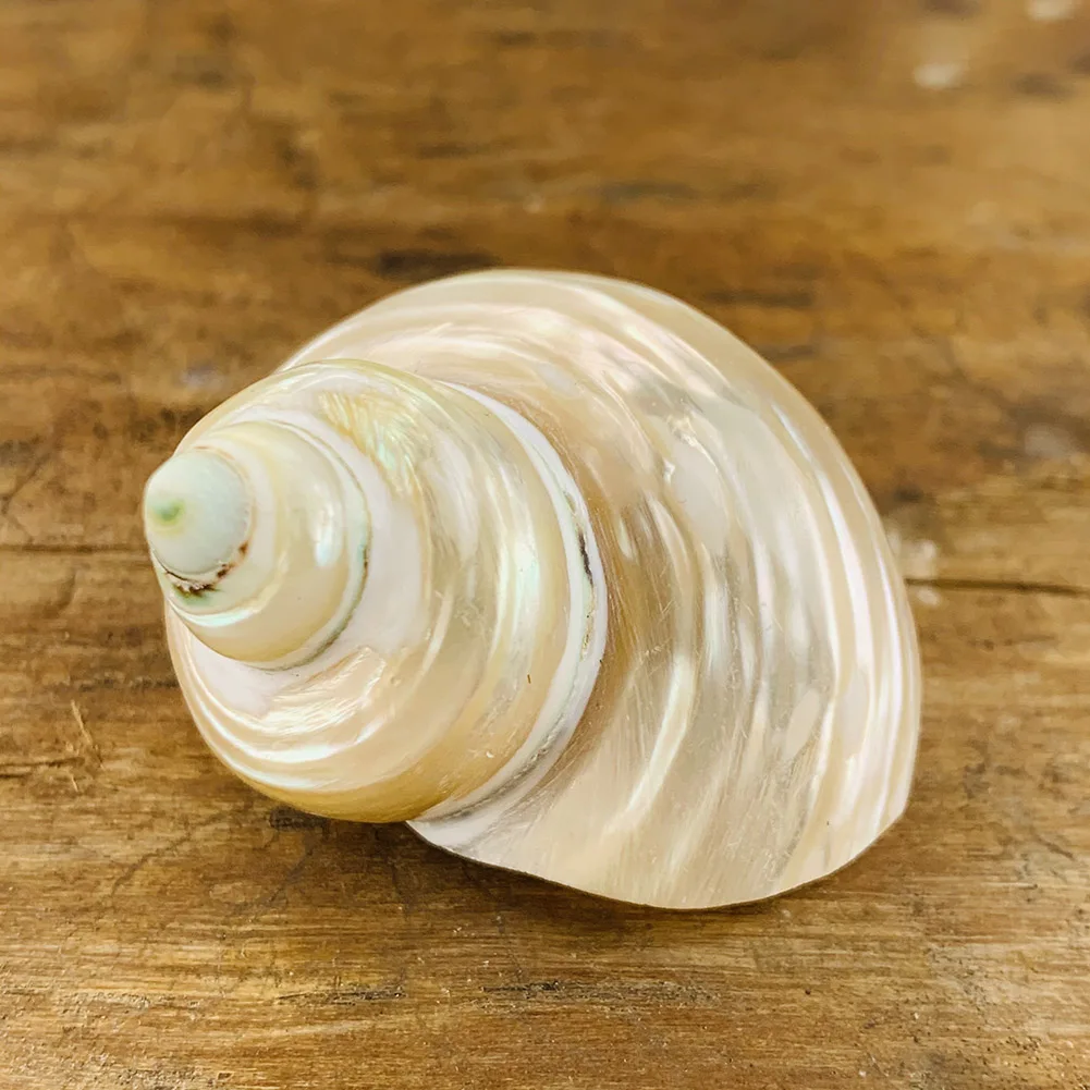 Natural Conch Shell Specimen Nautical Home Wedding Decor DIY Aquarium Landscape Snail Seashell Crafts Hermit Crab Replace Shells | Дом и сад