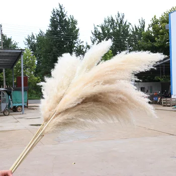 

Natural Reed Dried Flower Pampas Grass Decoration Website Red Props Floor Wedding Mall Layout Pack Free Shipping