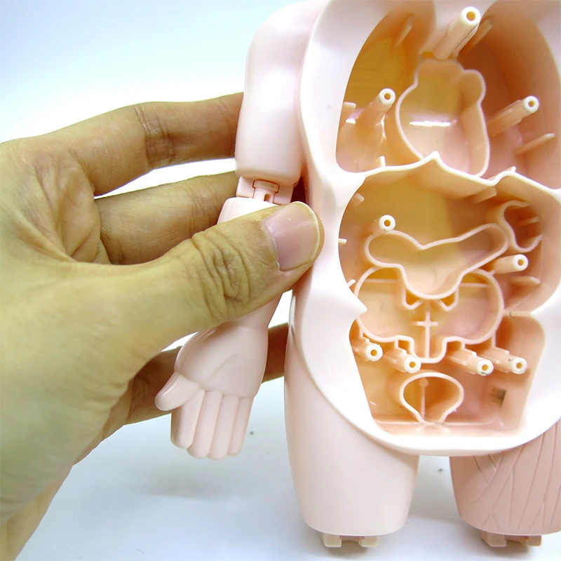Boneco Corpo Humano Anatomia