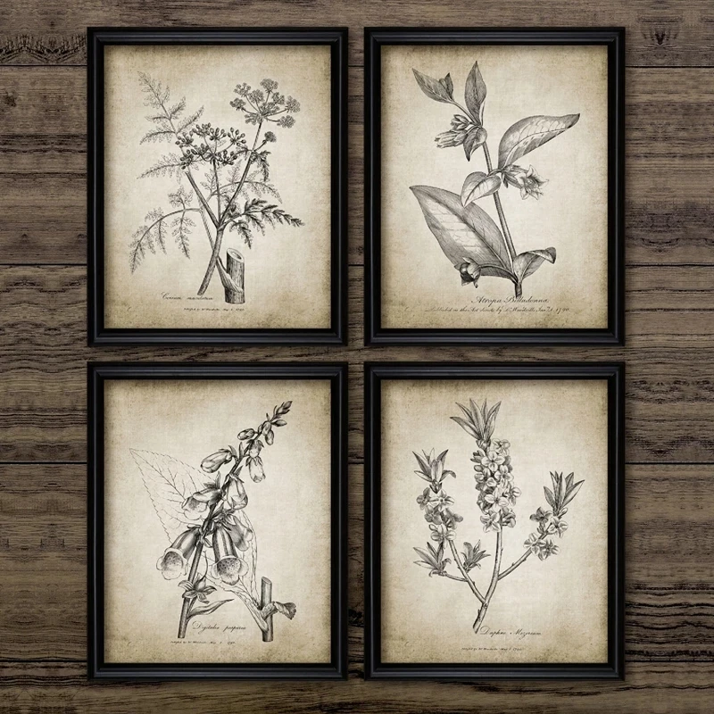 Set 4 Quadri Botanici Su Tela Incorniciata – 20x25 Cm, Stampe Con Foglie Di Eucalipto, Stile Boho Per Soggiorno - 3