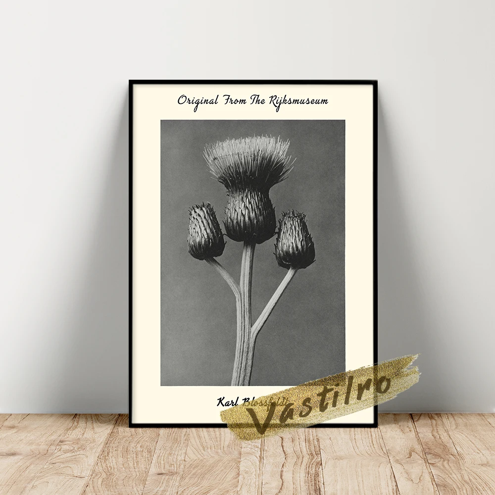 

Karl Blossfeldt Exhibition Poster, Cirsium Canum Queen Anne Thistle Enlarged 4 Times Picture, Blossfeldt Plant Photo Art Prints