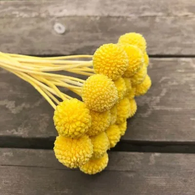 Yellow 10 шт. декоративные консервированные цветы шар натуральные свежие сушеные цветы букет золотые шары цветок для домашнего декора - Цвет: Yellow